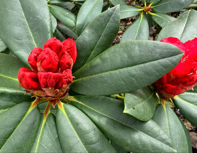 Miniatura: Wystarczą 2 łyżki na litr. Ten trik...