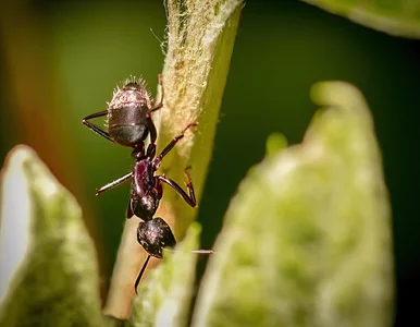 Miniatura: Przez lata walczyłam z każdą mrówką....