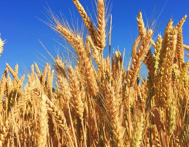 Miniatura: Łatwy quiz z wiedzy ogólnej. Sprawdź, ile...