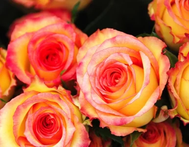 Miniatura: Irańczyk skazany na... wręczenie kwiatów...