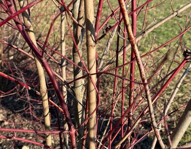 Miniatura: Jedno cięcie w marcu i dereń płonie...