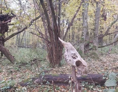 Miniatura: Nowe fakty ws. zaskakującego odkrycia...