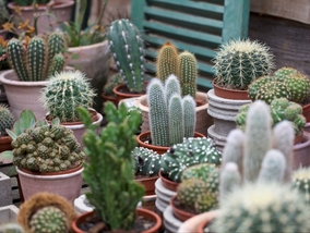 Miniatura: Pięć powodów, dla których warto uprawiać...