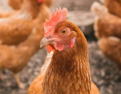 Miniatura: O tej kurze mówi cały świat. Nietypowe...