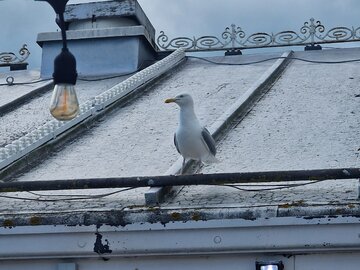 Mewa na&nbsp;Brighton Palace Pier