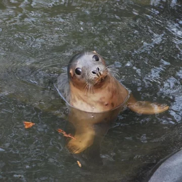 Foka uratowana przez organizację Seal Rescue Ireland 