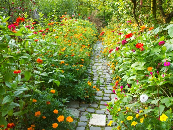 Miniatura: Posiej te kwiaty w marcu. Latem ogród...