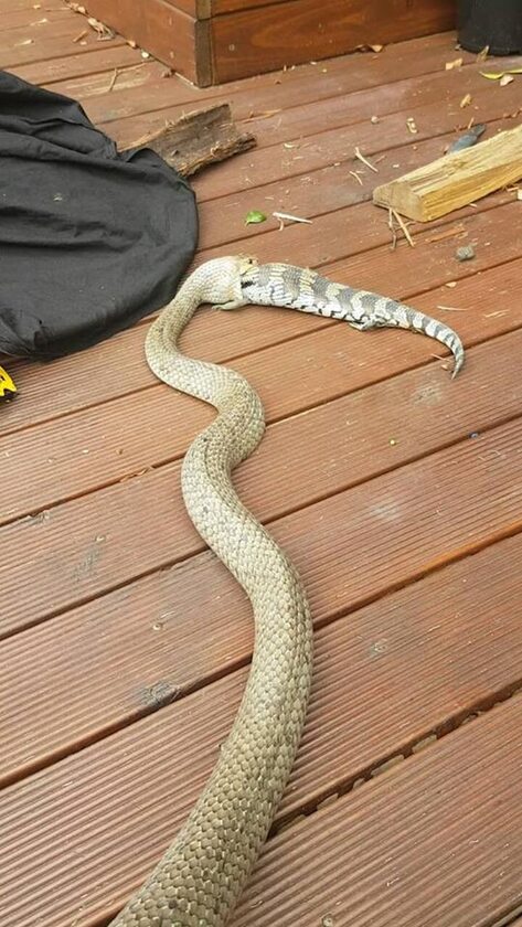 Wąż złapany przez pracowników firmy Brisbane Snake Catchers 