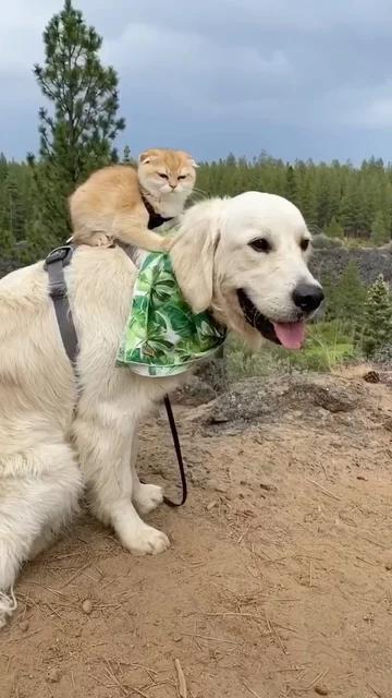 Pies Samson i kot Cleo 