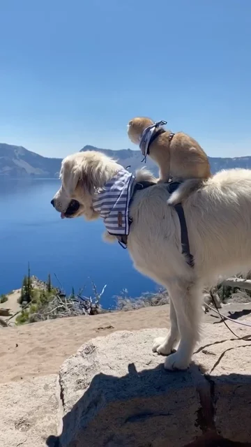 Pies Samson i kot Cleo 