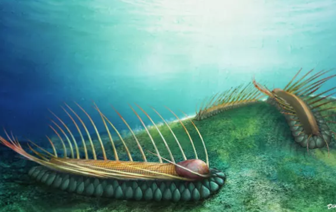 "Mityczna bestia" sprzed 500 mln lat odkryta w Chinach 