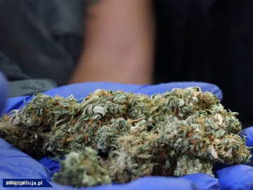 Dwupiętrowa plantacja marihuany zlikwidowana 