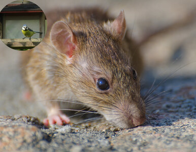 Miniatura: Masz karmnik dla ptaków? Ten niepozorny...