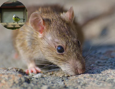 Miniatura: Masz karmnik dla ptaków? Ten niepozorny...