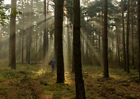 Miniatura: Zebrał 32,5 tys. grzybów i to...