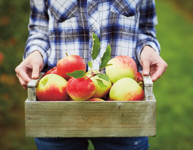 Miniatura: Nowa odmiana jabłek. Chrupiące, soczyste i...