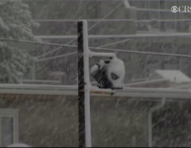 Miniatura: Potężne burze śnieżne nawiedziły Calgary w...