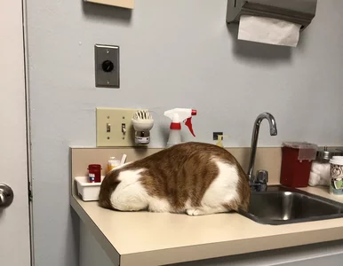 Miniatura: Wolą stracić głowę niż spotkać się z...