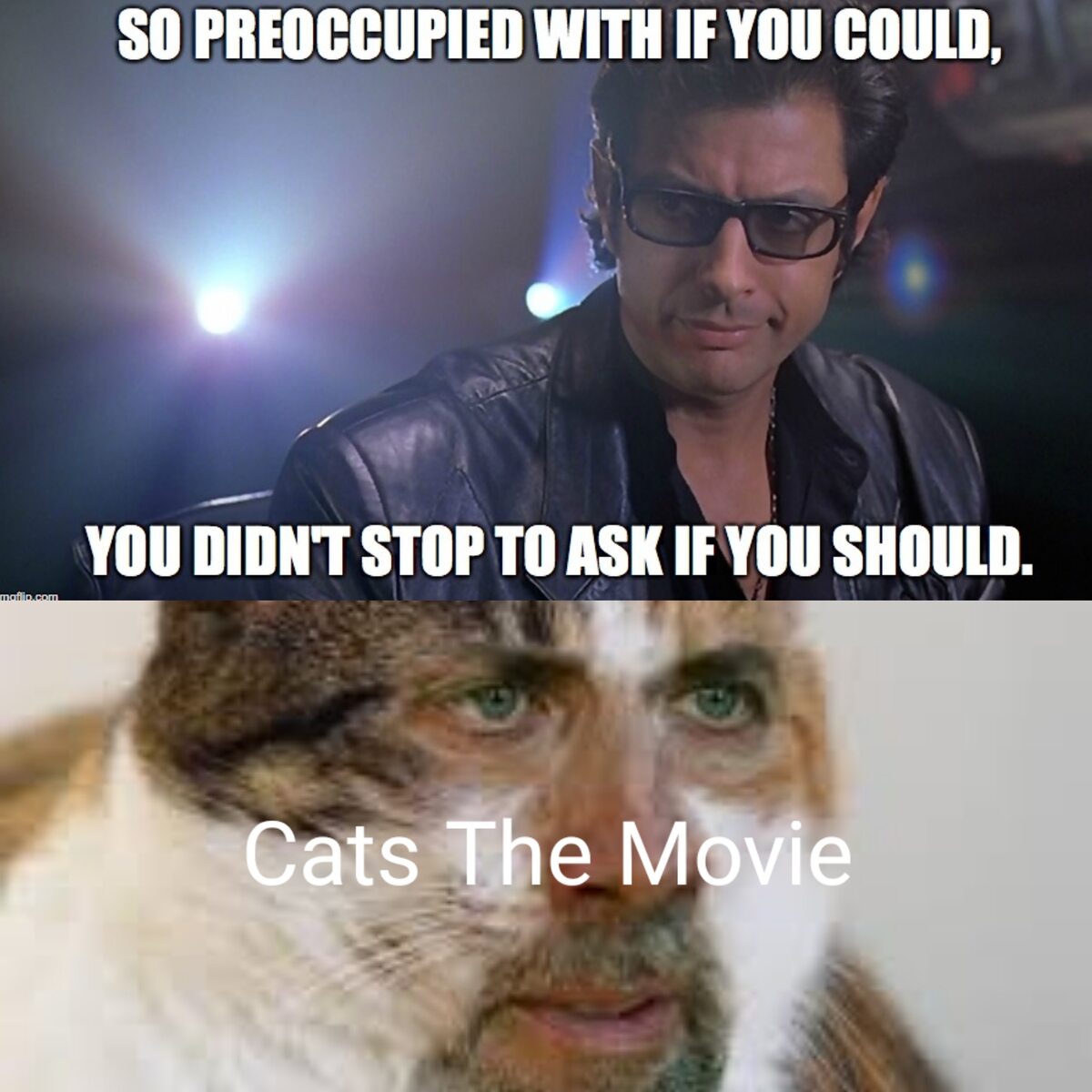 Reakcja na film „Koty” 