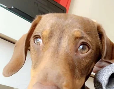 Miniatura: Zaginął im pies. W powrocie zwierzęcia do...