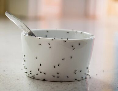 Mrówki w domu: 7 skutecznych sposobów na pozbycie się mrówek
