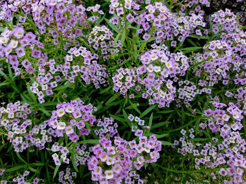 Smagliczka nadmorska
