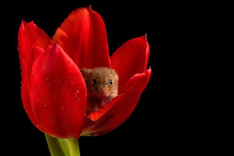 Badylarka pospolita figlująca w tulipanie 