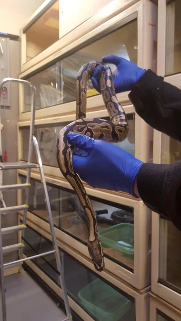 Wąż znaleziony w mieszkaniu w Warszawie 