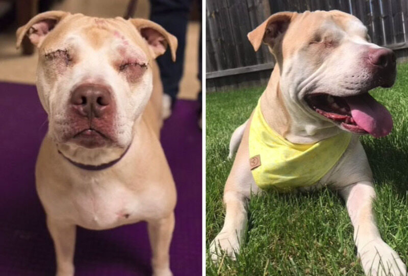 Psia metamorfoza przed i po adopcji 