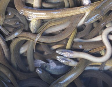 Miniatura: Dwa tysiące żywych węży na lotnisku
