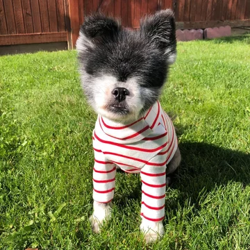 Abi i Dabi - psy, które połączyła przyjaźń 