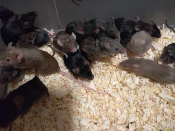 Myszy znalezione w mieszkaniu we Wrocławiu 