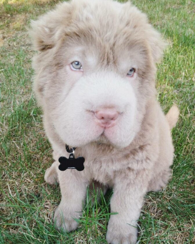 Tonkey Bear galeria, zdjęcie 5