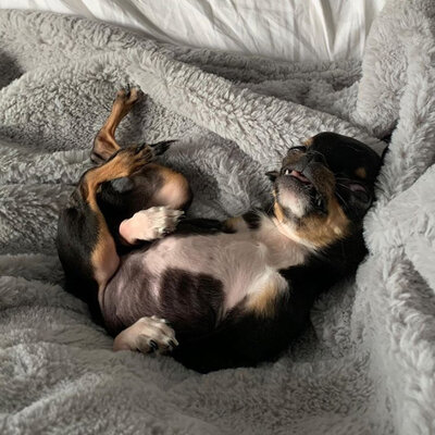 Miniatura: Ten pies waży niespełna kilogram, ma...