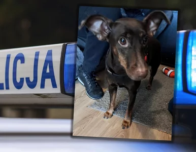 Miniatura: Kopał i rzucał małą suczką o podłogę....