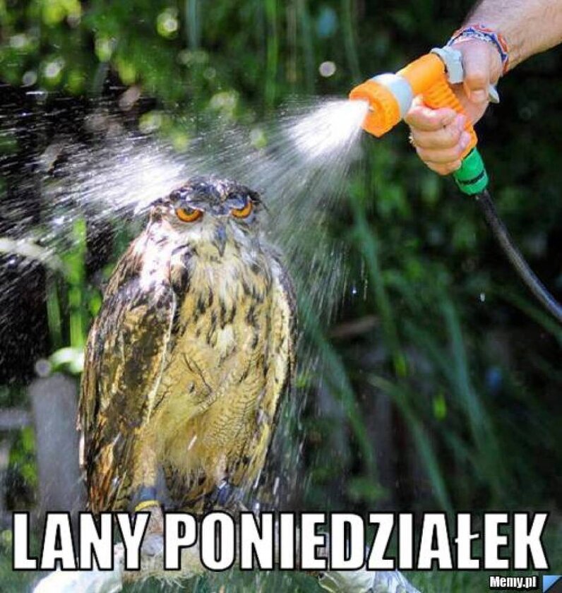 Memy na Lany Poniedziałek 