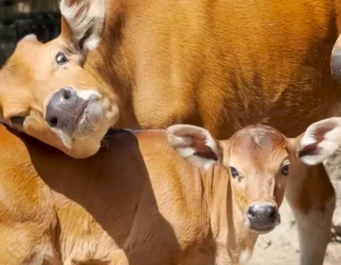 Miniatura: We wrocławskim zoo urodził się banteng. To...