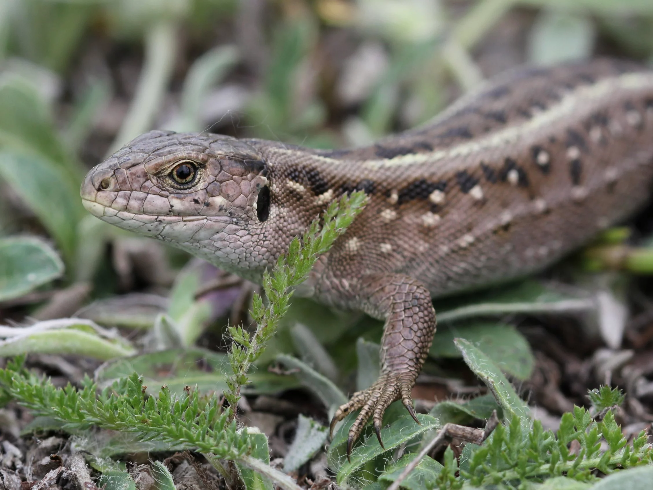 Znasz zwierzęta mieszkające w Polsce? 10/10 to wyczyn