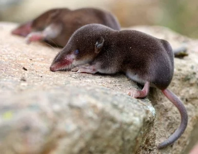 Miniatura: Trzeci jadowity ssak żyjący w Polsce....
