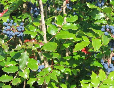 Miniatura: Tuje odchodzą do lamusa. Ten krzew daje...