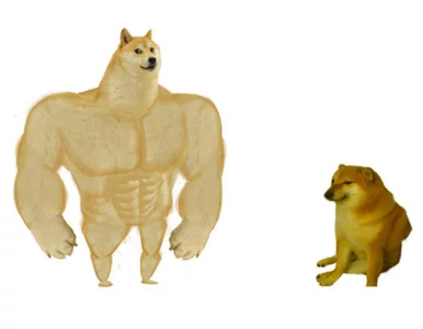 Miniatura: Memy z tymi dwoma psami przez pewien czas...