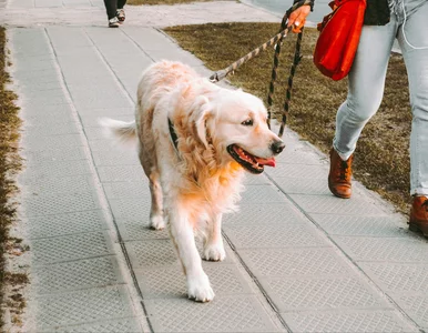 Miniatura: Ile razy dziennie wyprowadzać psa na...