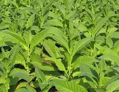 Miniatura: Norweski piłkarz nie zrobił kariery w...