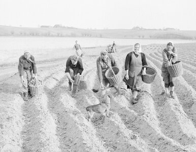 Miniatura: QUIZ z wiedzy ogólnej o wsi. Mieszczuchy...