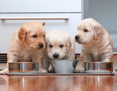 Miniatura: Psia karma może zawierać superbakterie...