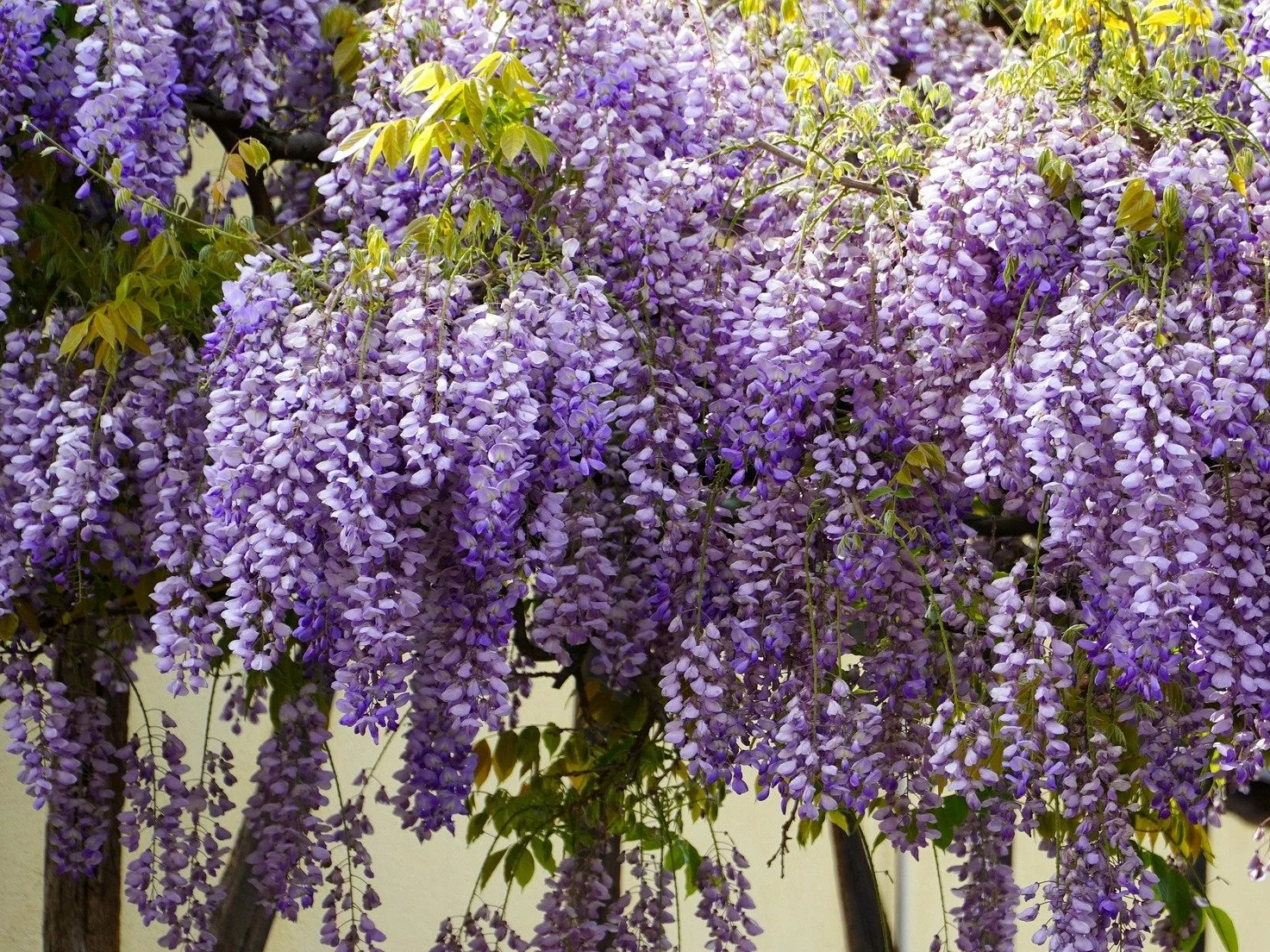 Jak nazywa się ta roślina?