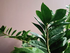 Miniatura: Zamiokulkas nie rośnie zimą? To normalne –...