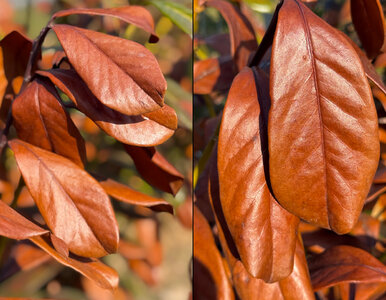 Miniatura: Brązowe liście laurowiśni po zimie? W 4...