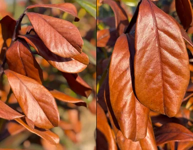 Miniatura: Brązowe liście laurowiśni po zimie? W 4...