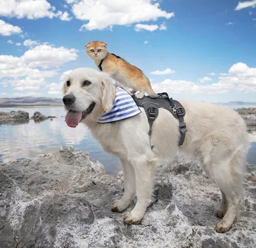 Pies Samson i kot Cleo 